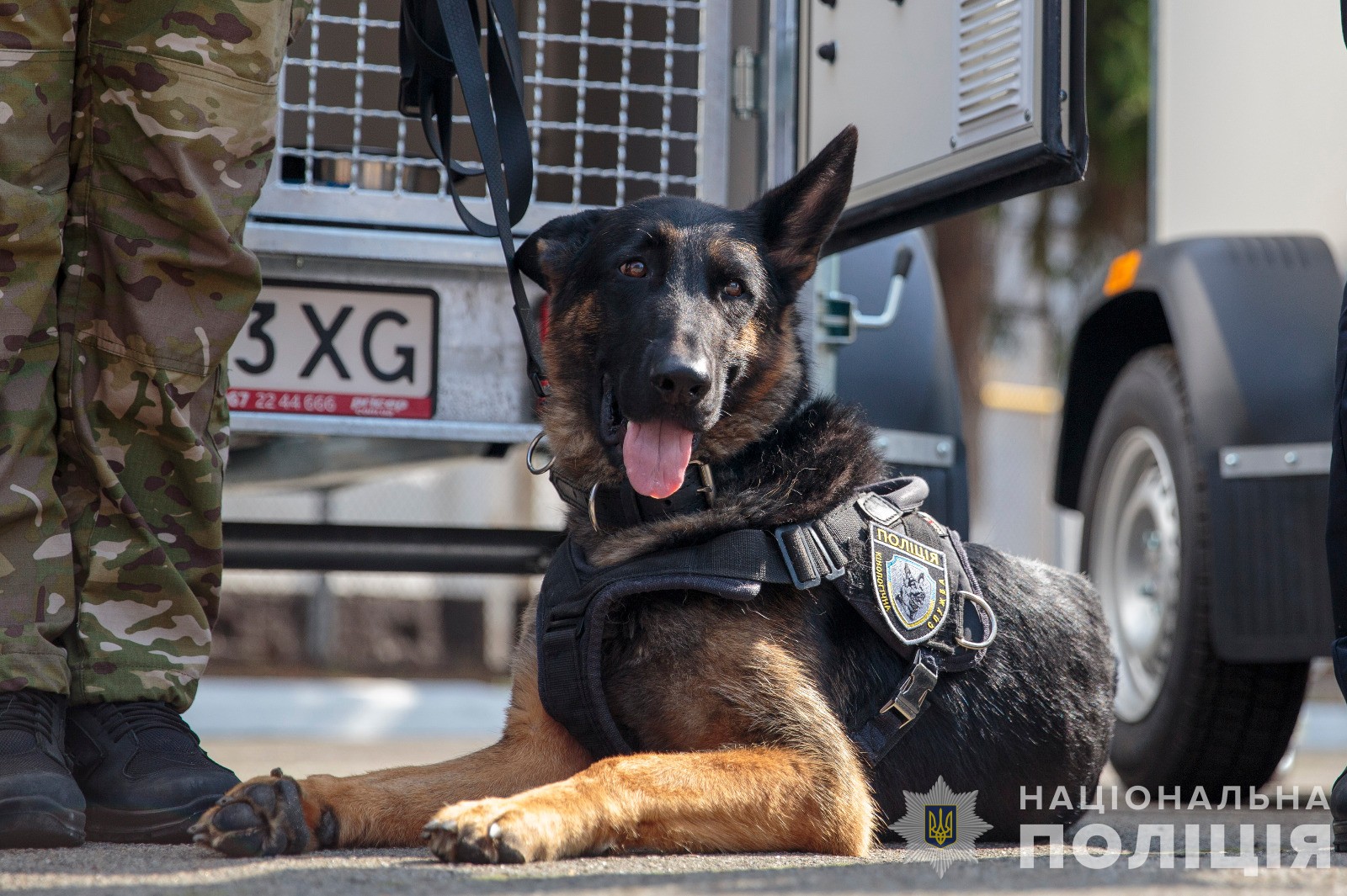Розміновують Херсонщину, шукають загиблих та йдуть на штурми: цікаві факти про собак-поліцейських