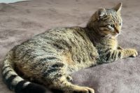 Жителька Антонівки знайшла свою кішку після понад року пошуків