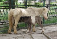 Поні-переселенець із Херсонщини дав потомство в Миколаївському зоопарку: усіх запрошують на бебі-бум (фото)
