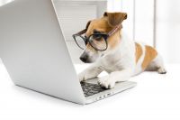 Переваги консультації ветеринара в режимі онлайн
