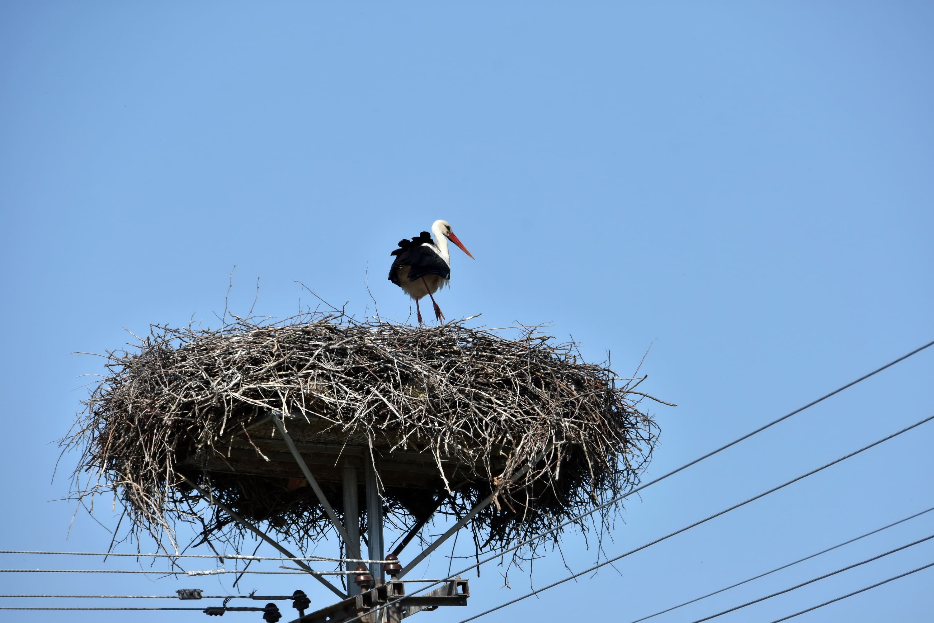 Встановити гнізда для лелек одеським енергетикам допоміг народний артист та директор зоопарку