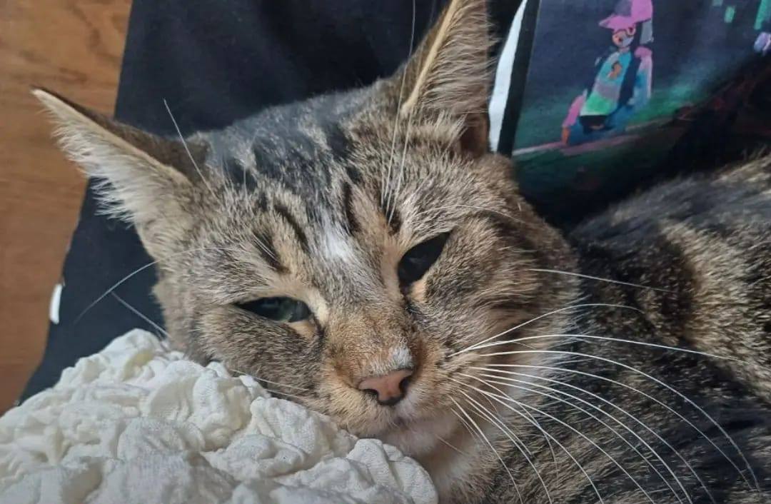 Пережив смерть власника, обстріли та самотність: історія врятованого херсонського кота на ім’я Кавун