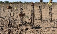 Рекордна спека знищила майже весь врожай пізніх культур агропідприємства на Одещині