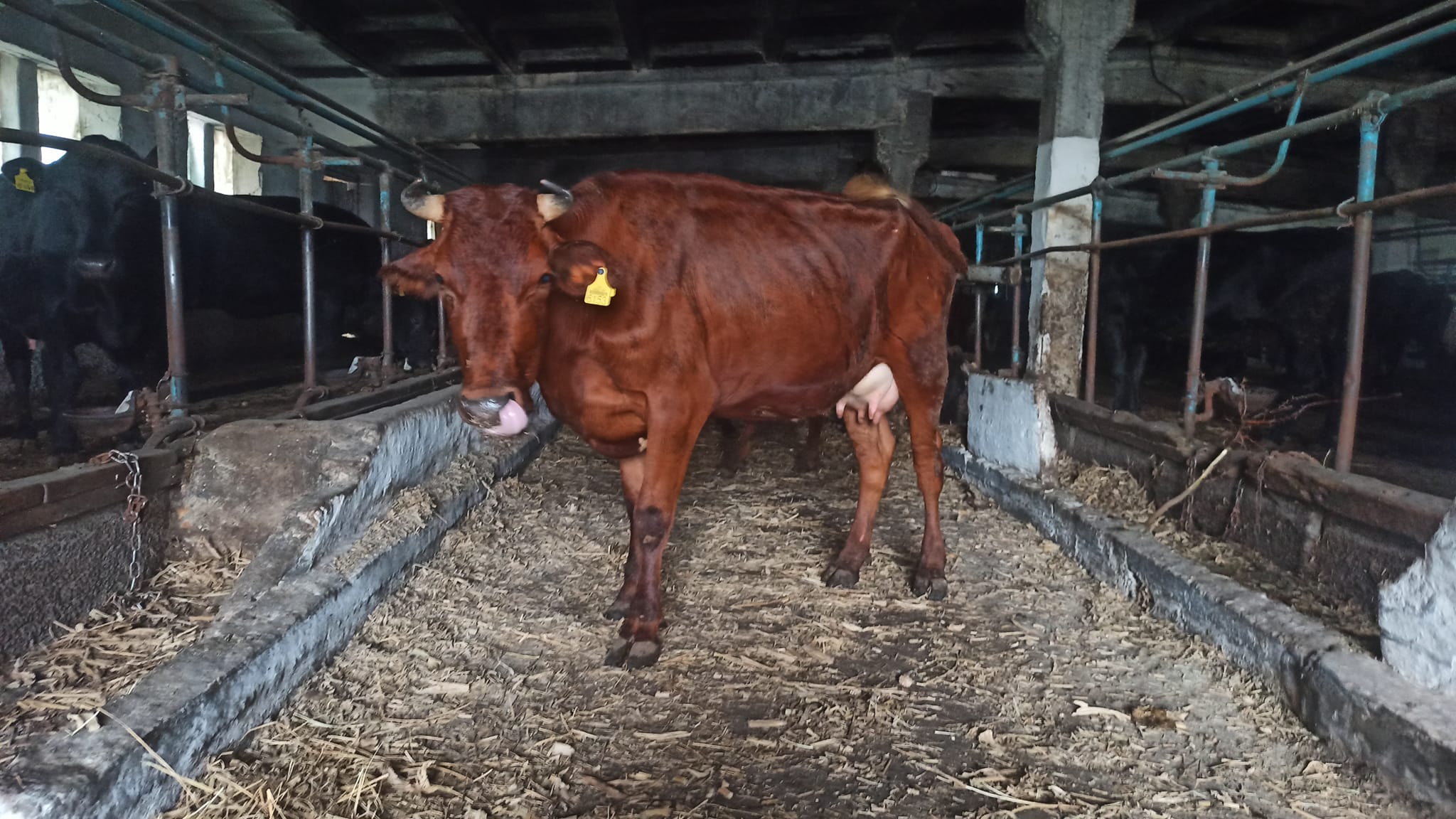 Евакуація корів, знищений врожай та техніка – як виживає фермерське господарство на лінії фронту