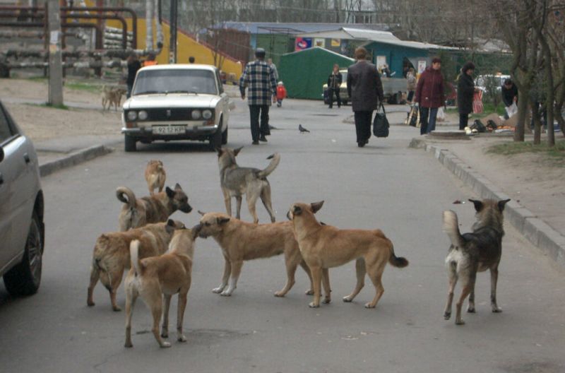 Чим бродячі собаки Одеси здивували журналіста з Херсона
