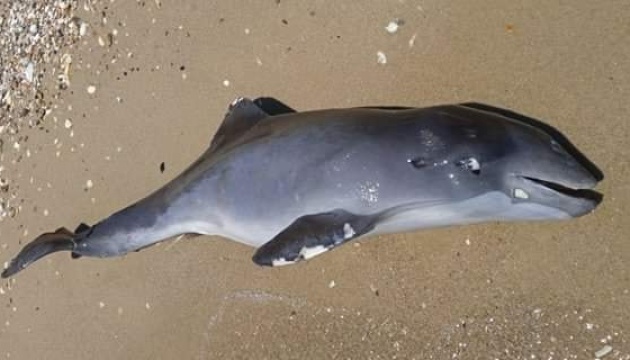 Через дії окупантів загинули тисячі дельфінів