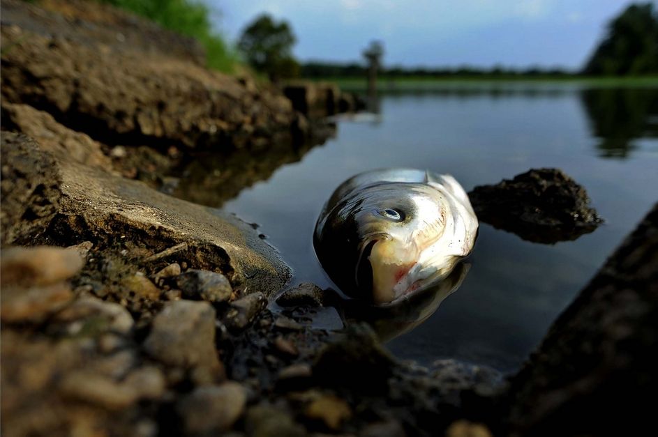 На узбережжі одного з лиманів Одещини – купи мертвої риби: у чому причина (фото, відео)