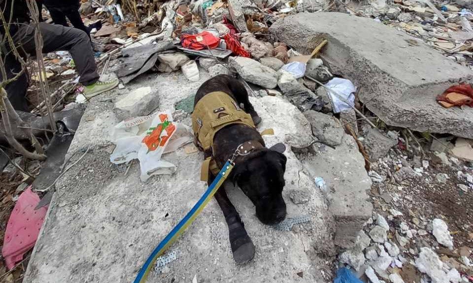 Знайшла тіло вбитої дитини й заплакала: історія поліцейської собаки Тари, яка шукала людей у руїнах розбитого будинку в Одесі