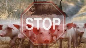 На Одещині зафіксовано спалах африканської чуми свиней