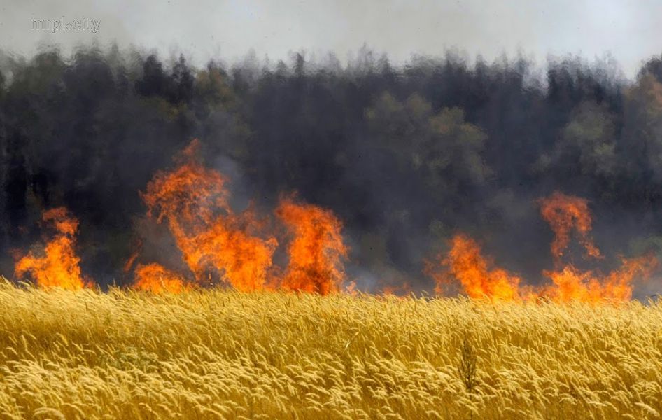 На Херсонщині через обстріли горять сотні гектарів пшениці
