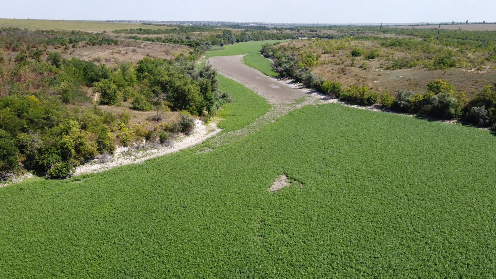 Для чого дно обмілілого Каховського водосховища засіяли конюшиною та люцерною