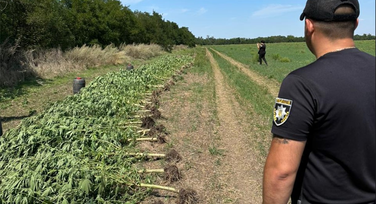 В Бериславському районі поліцейські виявили «наркоплантацію» у лісосмузі