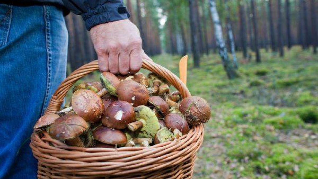 На Миколаївщині люди збирають гриби та отруюються дарами лісів