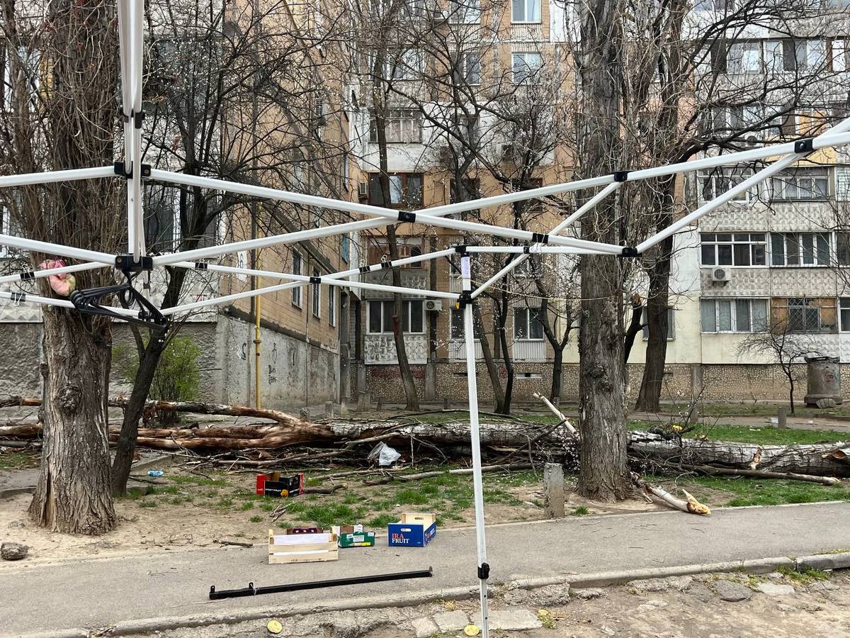 У Херсоні та Миколаєві – деревопад через сильний вітер (фото)