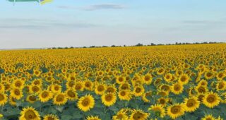 Від яких культур відмовляються аграрії Херсонщини та що вирощують натомість