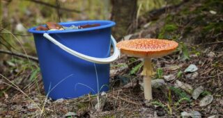 На Херсонщині зафіксували перший цьогоріч смертельний випадок отруєння грибами