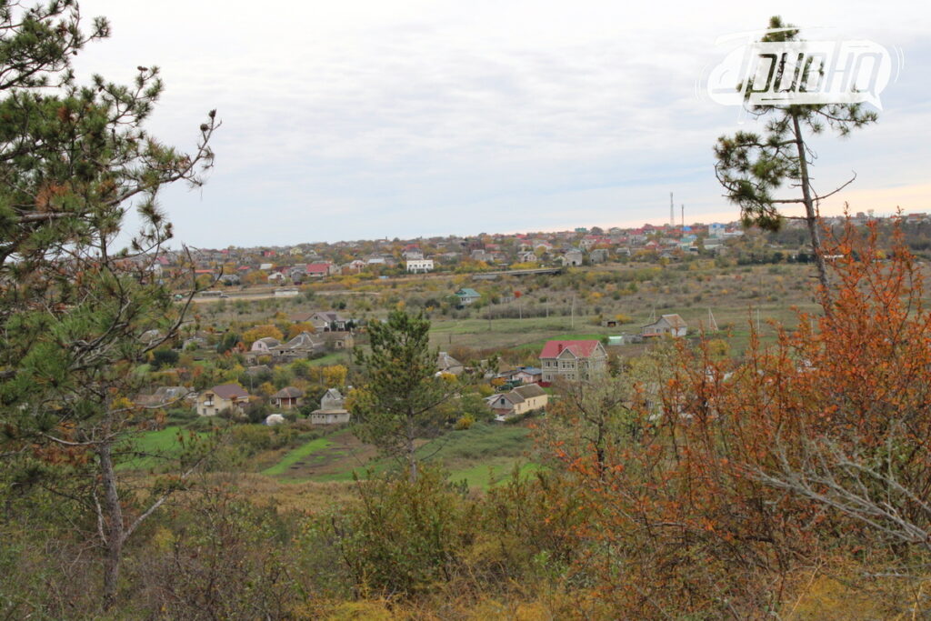 Алтестовський ліс