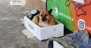 Скільки випадків сказу зафіксували на Херсонщині цьогоріч