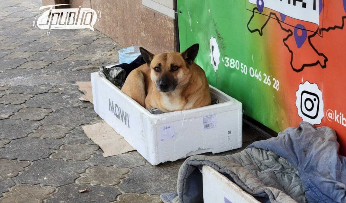 У Миколаєві посилилюють захист тварин: що зміниться після рішення виконкому