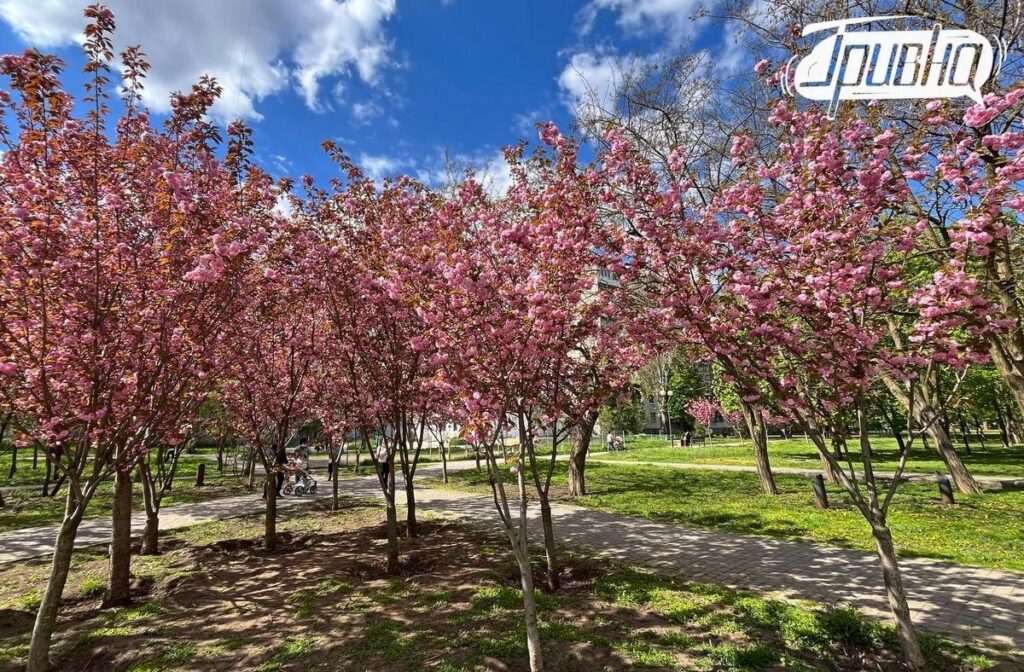 сакури . Гривна