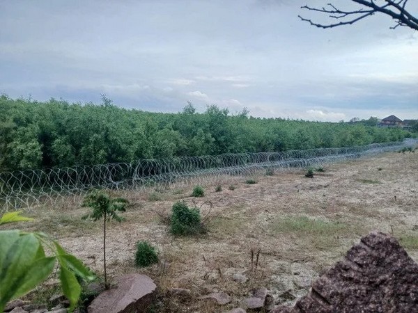 вербовий ліс на місці знищеної Каховської ГЕС. Фото: Олексій Василюк.