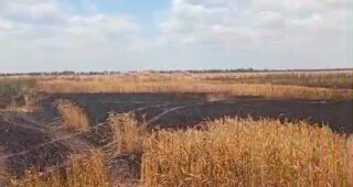 У них є 20-30 хвилин, щоб завантажити фуру і виїхати з поля: в яких умовах працюють фермери на Херсонщині