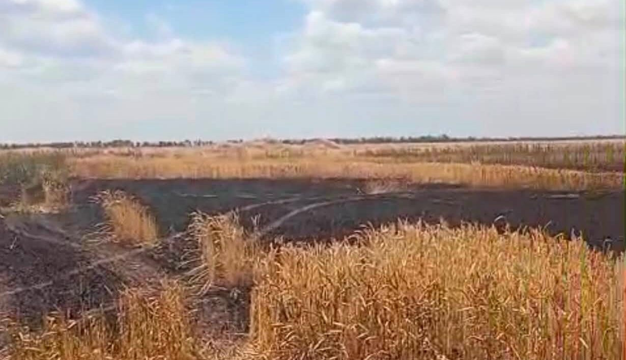 У них є 20-30 хвилин, щоб завантажити фуру і виїхати з поля: в яких умовах працюють фермери на Херсонщині