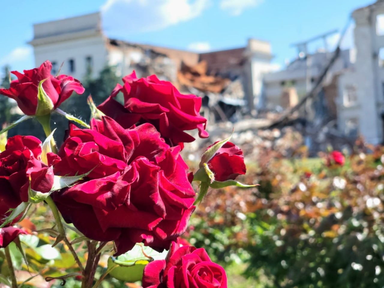 На площі біля зруйнованої будівлі Херсонської ОДА квітнуть сотні троянд (фото)