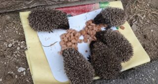 В одному з мікрорайонів Херсона містяни доглядають за родиною їжаків (відео)