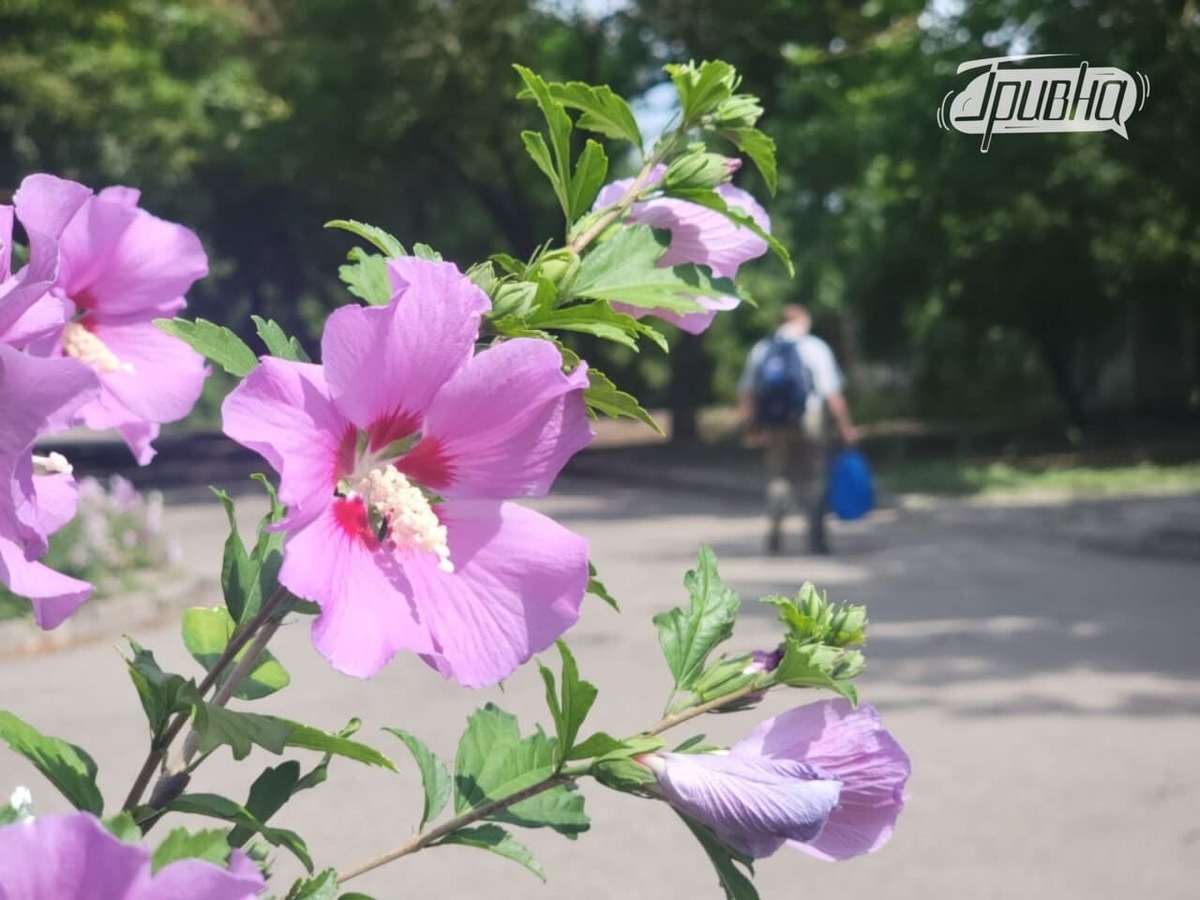 Квіти у прифронтовому Херсоні – тихий спротив і розрада для містян (фото)