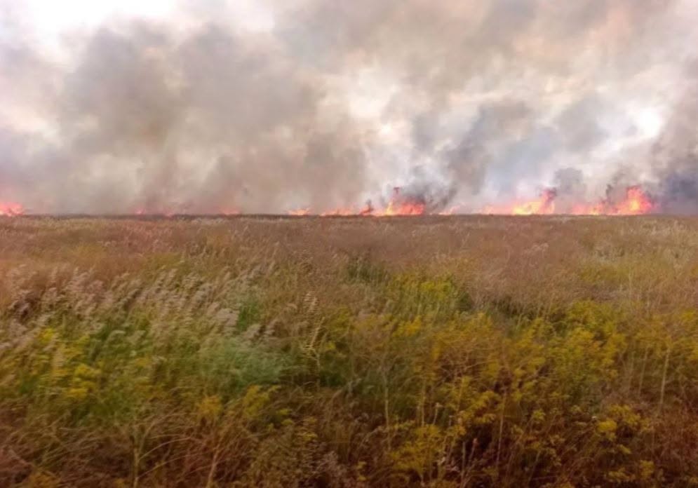 В «Асканії-Новій» на ТОТ Херсонщини знову горів заповідний степ (фото)