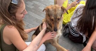 Втік з дому після обстрілу і знайшовся на мітингу: в Одесі собаку повернули господарці завдяки соцмережам