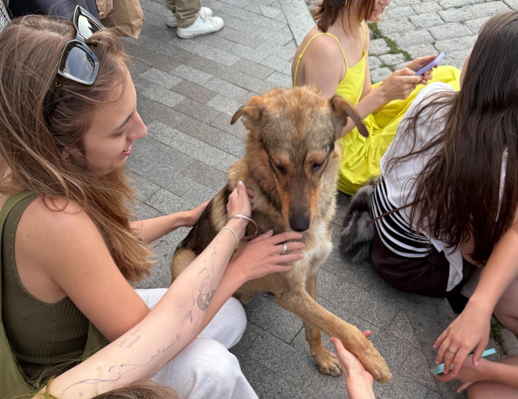 Втік з дому після обстрілу і знайшовся на мітингу: в Одесі собаку повернули господарці завдяки соцмережам
