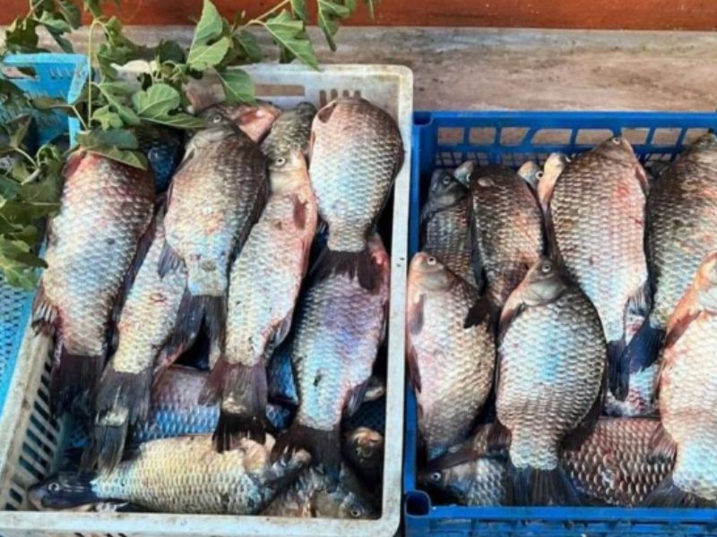 Незаконний вилов і стихійний продаж: що перевіряють рибоохоронці Херсонщини