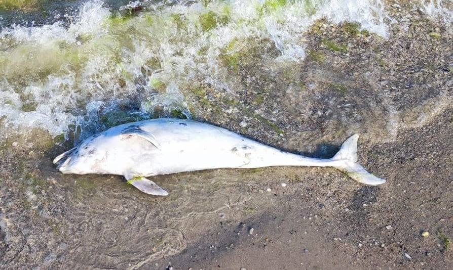 На узбережжі Чорного моря в Миколаївській та Одеській областях знову виявили мертвих дельфінів