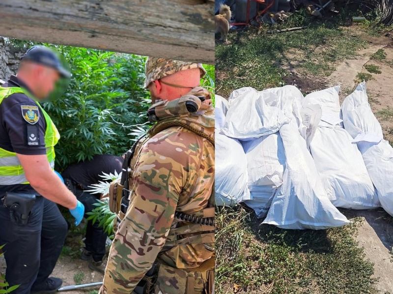Коноплі на Херсонщині: поліція вилучила майже 300 кущів