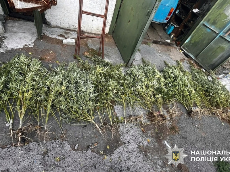На Херсонщині під час обшуків вилучили майже 300 кущів конопель