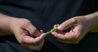 Як фермеру з Миколаївщини допомогли відновити посіви гороху після вимерзання